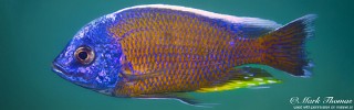 Copadichromis borleyi 'Chewere'.jpg