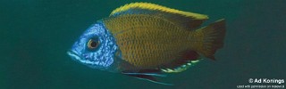 Copadichromis borleyi 'Kande Island'.jpg