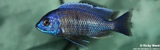 Copadichromis borleyi 'Kawanga Rocks'.jpg