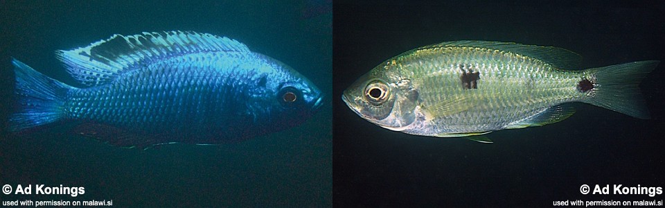 Copadichromis chrysonotus 'Boadzulu Island'