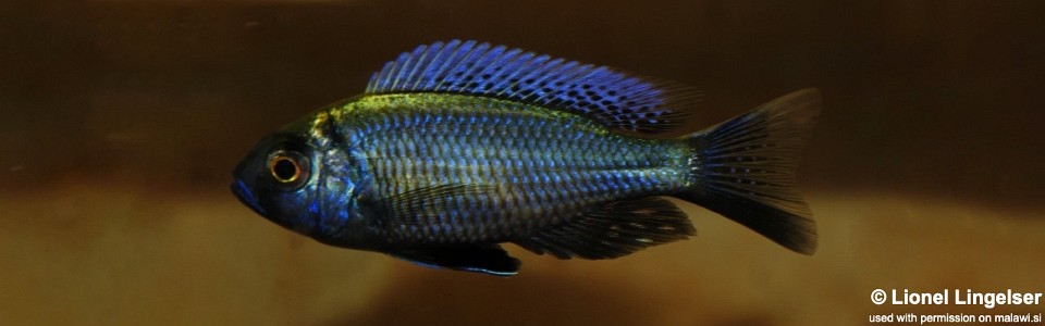 Copadichromis chrysonotus 'Liuli'