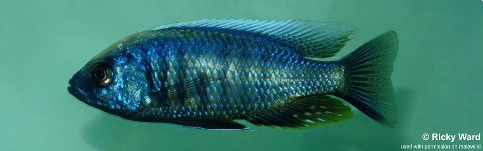 Copadichromis chrysonotus 'Mumbo Island'