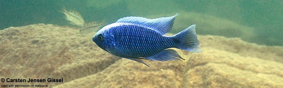 Copadichromis cyaneus 'Mitande Rocks'