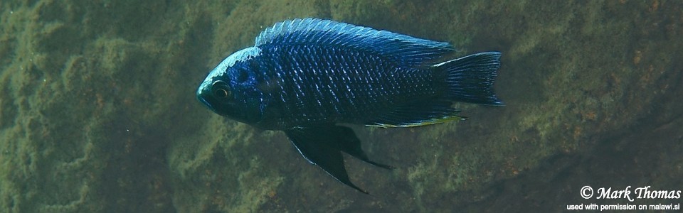 Copadichromis cyaneus 'Namalenje Island' 