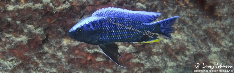 Copadichromis cyaneus 'Ndomo Point'