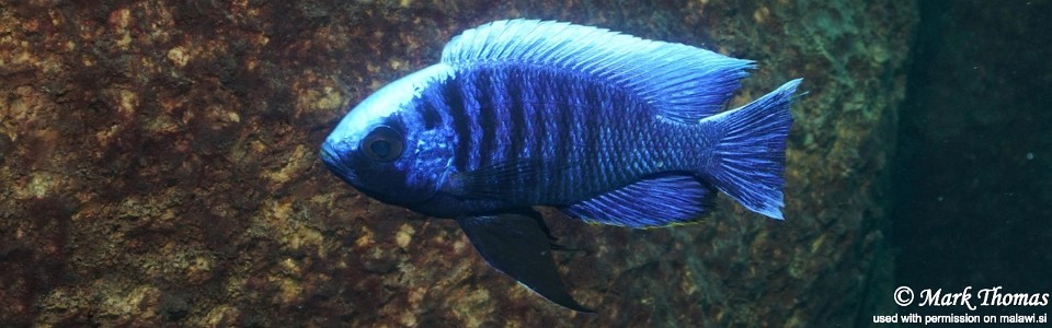 Copadichromis cyaneus 'Zimbawe Rock'