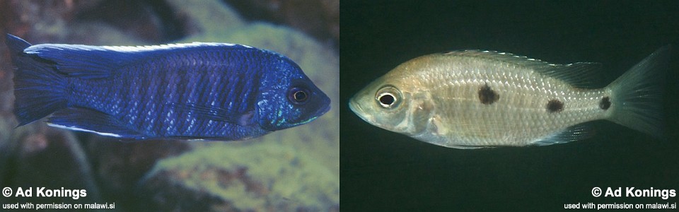 Copadichromis cyanocephalus 'Chiloelo'