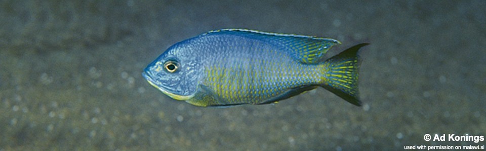 Copadichromis diplostigma 'Ndumbi Rocks'