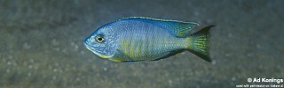 Copadichromis diplostigma 'Ndumbi Rocks'.jpg