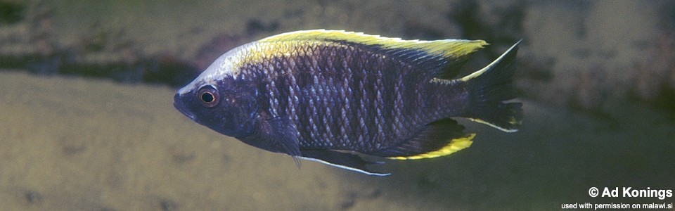 Copadichromis geertsi 'Gome'