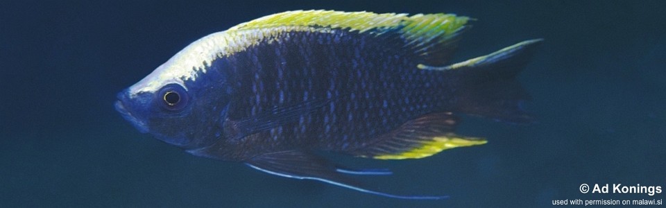 Copadichromis geertsi 'Thundu'