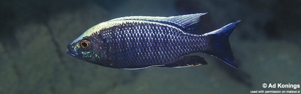 Copadichromis ilesi 'Gome'