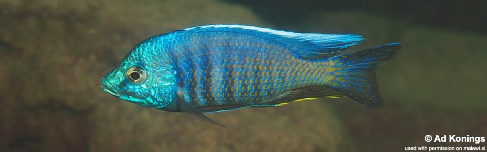 Copadichromis insularis 'Chinyankwazi Island'