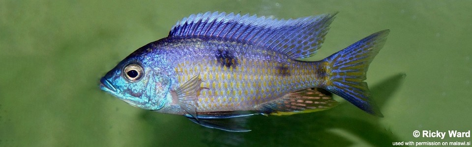 Copadichromis insularis 'Maleri Island'