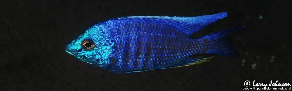 Copadichromis insularis 'Nakantenga Island'