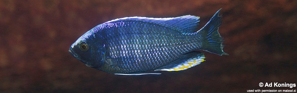 Copadichromis jacksoni 'Chiwi Rocks'