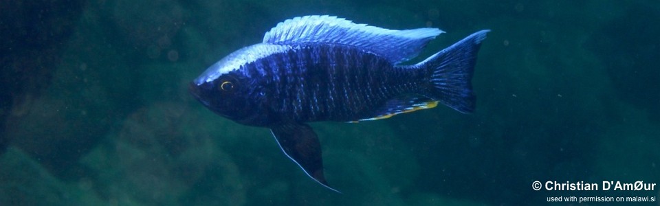 Copadichromis jacksoni 'Mbamba Islands'