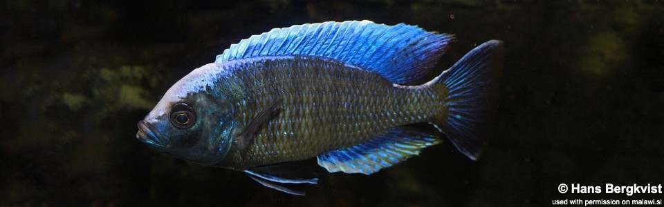 Copadichromis jacksoni (unknown locality)