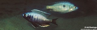 Copadichromis likomae