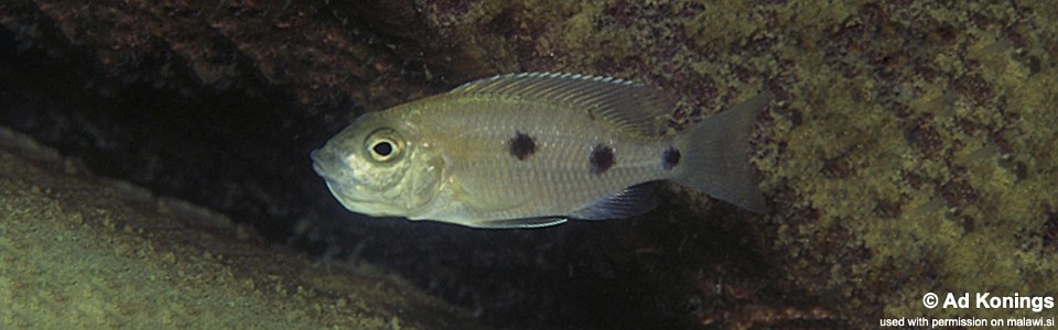 Copadichromis melas 'Cobwé'