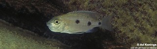 Copadichromis melas 'Cobwe'.jpg