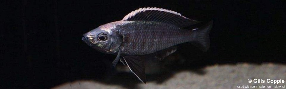 Copadichromis mloto 'Luwala Reef'