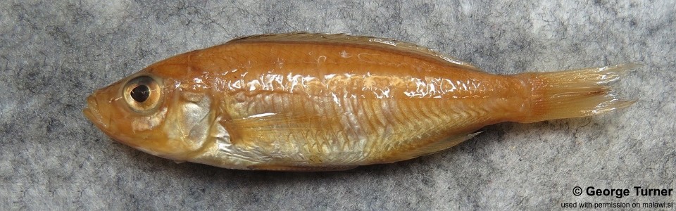 Copadichromis mloto 'Nkhata Bay'