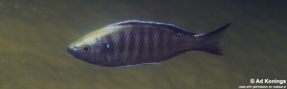 Copadichromis mloto 'Otter Point'