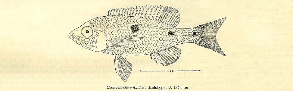 Copadichromis nkatae (holotype)