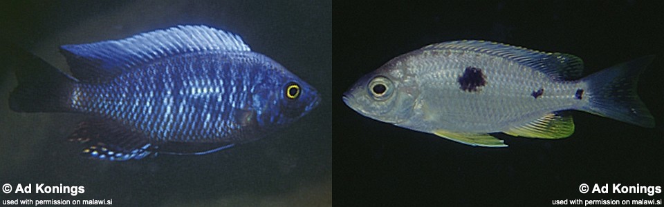 Copadichromis pleurostigmoides 'Nkhata Bay'