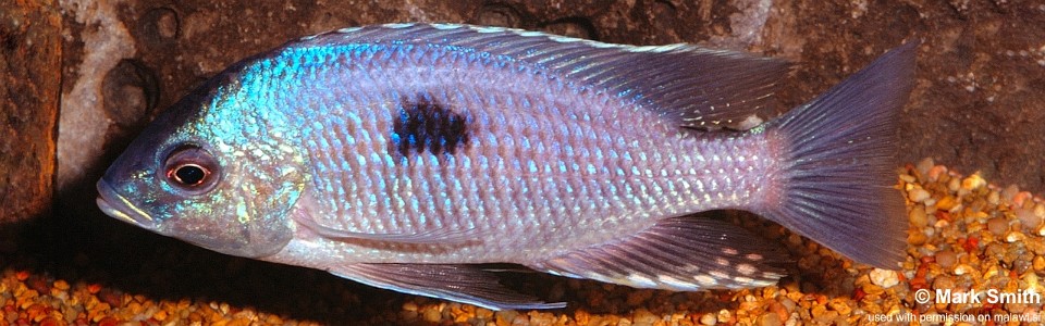 Copadichromis pleurostigmoides (unknown locality)