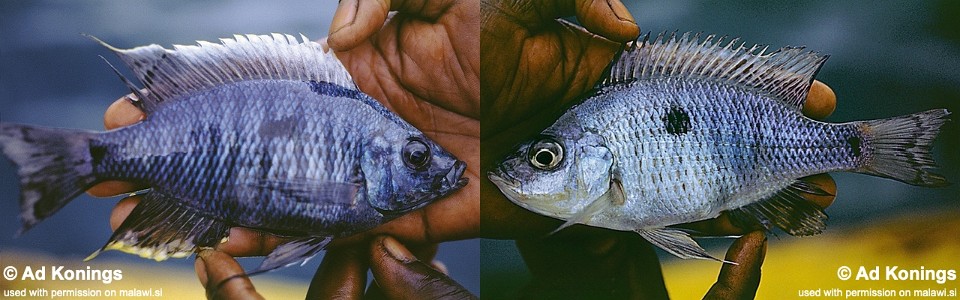 Copadichromis quadrimaculatus 'Jalo Reef'