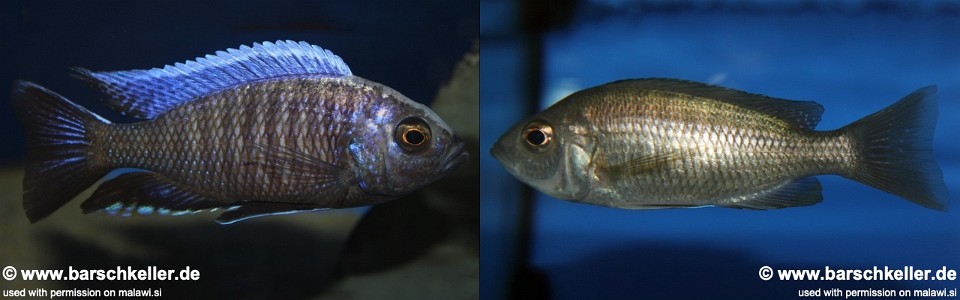 Copadichromis sp. 'chingata blue' (unknown locality)