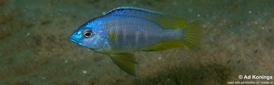 Copadichromis sp. 'chitimba' Gallireya Reef