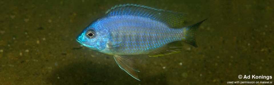 Copadichromis sp. 'chizumuluensis londo' Londo Bay