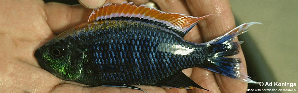 Copadichromis sp. 'firecrest' Gome