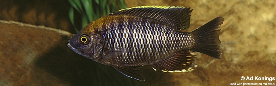 Copadichromis sp. 'flavimanus lundu' Lundu