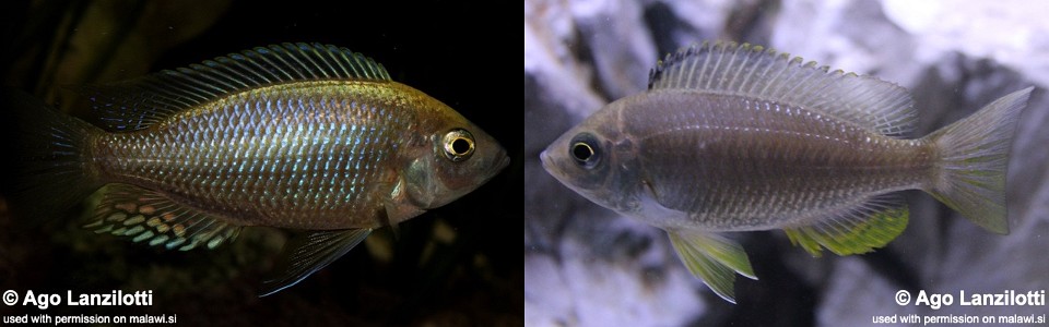 Copadichromis sp. 'flavimanus lundu' (unknown locality)