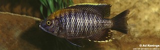 Copadichromis sp. 'flavimanus lundu'