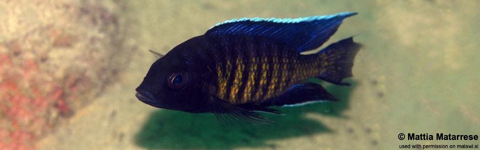 Copadichromis sp. 'kawanga' Kawanga