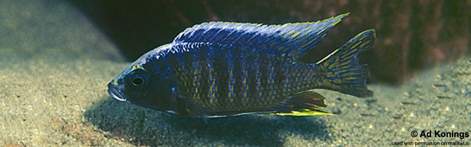 Copadichromis sp. 'kawanga' Makonde