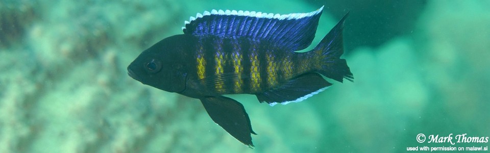 Copadichromis sp. 'kawanga' Nkhata Bay