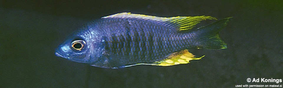 Copadichromis sp. 'likomae masinje' Gome