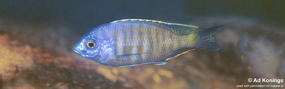 Copadichromis sp. 'maison' Maison Reef