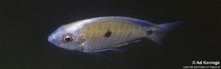 Copadichromis sp. 'makanjila'