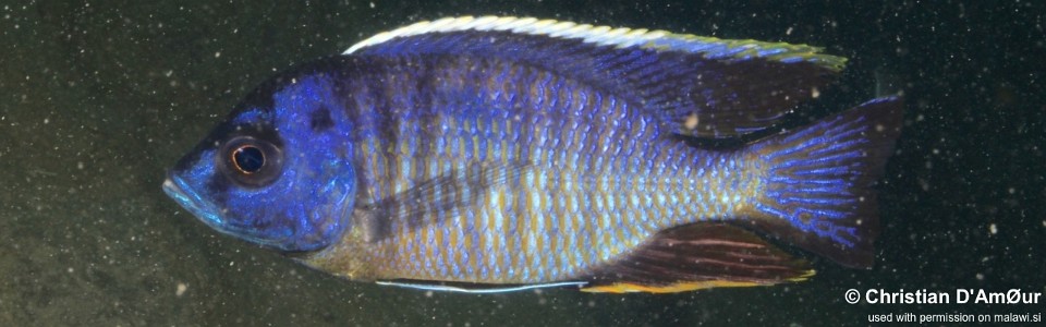 Copadichromis sp. 'mbenji blue' Fuawe Island