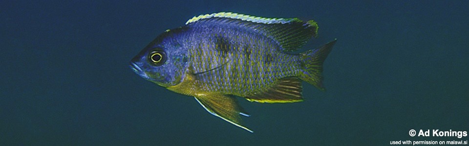 Copadichromis sp. 'mbenji blue' Mbenji Island