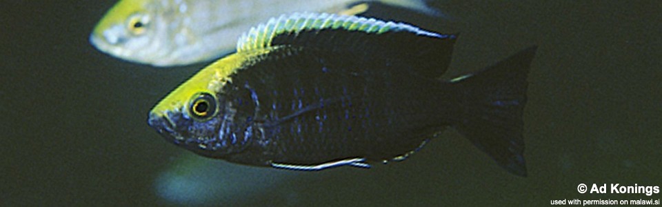 Copadichromis sp. 'mloto goldcrest' Makonde