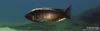 Copadichromis sp. 'mloto liuli'