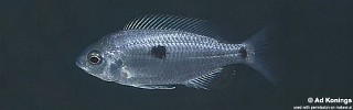 Copadichromis sp. 'mloto reef' Higga Reef.jpg